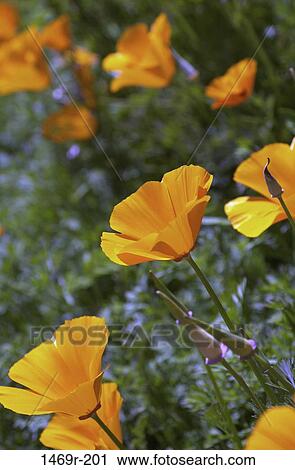 Poppies View Large Photo Image Stock Image - Poppies. Fotosearch