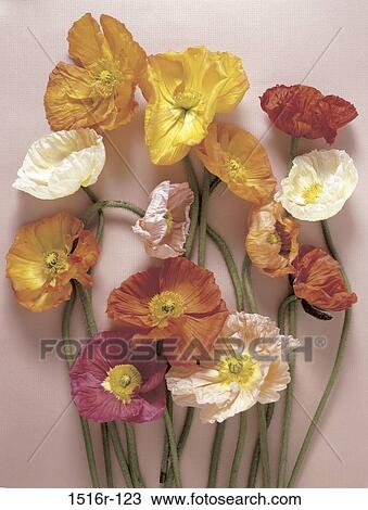 Poppies View Large Photo Image Stock Image - Poppies. Fotosearch
