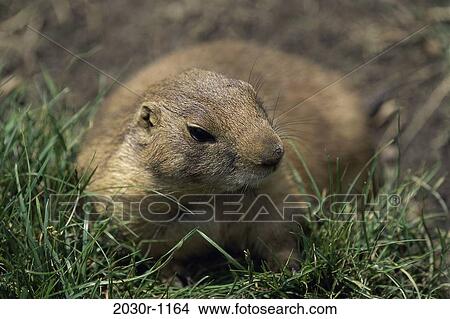 Prairie Dog View Large Photo Image Picture - Prairie Dog. Fotosearch