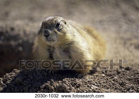 Prairie Dog View Large Photo Image Stock Image - Prairie Dog. Fotosearch