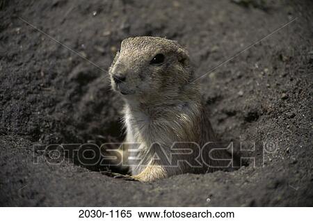 Prairie Dog View Large Photo Image Stock Photography - Prairie Dog. Fotosearch