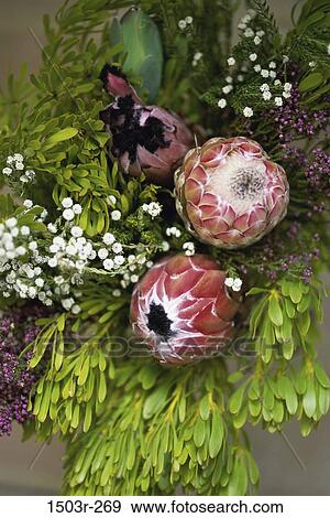 Protea View Large Photo Image Stock Photo - Protea. Fotosearch
