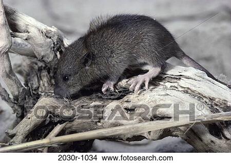 Rat View Large Photo Image Picture - Rat. Fotosearch