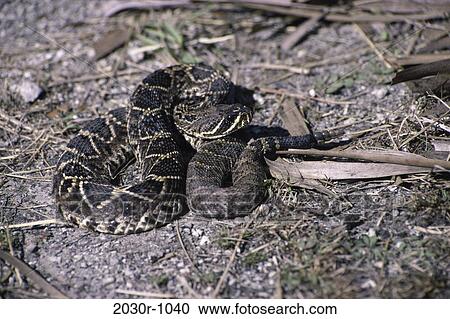 Rattlesnake View Large Photo Image Stock Image - Rattlesnake. Fotosearch