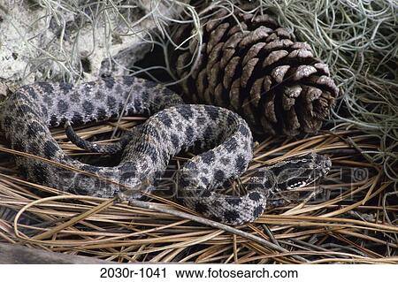 Rattlesnake View Large Photo Image Stock Image - Rattlesnake. Fotosearch