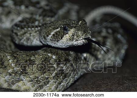 Rattlesnake View Large Photo Image Stock Image - Rattlesnake. Fotosearch