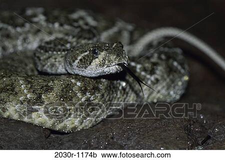 Rattlesnake View Large Photo Image Stock Image - Rattlesnake. Fotosearch