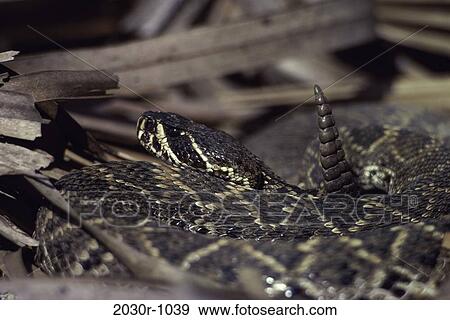Stock Photo - Rattlesnake. Fotosearch