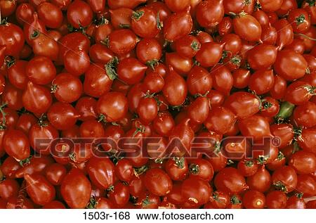 red, healthy, round, food, still life, tomatoes View Large Photo Image Stock Photo - red, healthy, round, food, still life, tomatoes. Fotosearch
