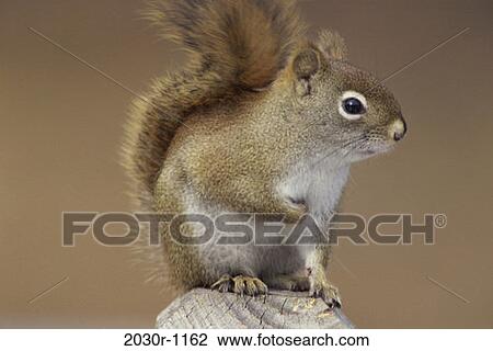 Red Squirrel View Large Photo Image Stock Image - Red Squirrel. Fotosearch