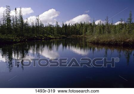 reflection, water, lake, trees, nature, reflecting View Large Photo Image Stock Photo - reflection, water, lake, trees, nature, reflecting. Fotosearch