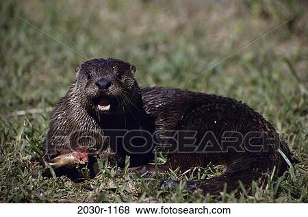 River Otter View Large Photo Image Stock Photo - River Otter. Fotosearch