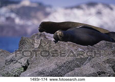 rock, relaxation, sea, animals, sleeping, sun View Large Photo Image Picture - rock, relaxation, sea, animals, sleeping, sun. Fotosearch