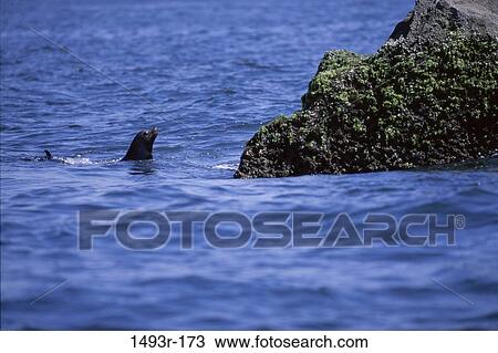 rock, swim, water, ripples, sea, swimming View Large Photo Image Stock Image - rock, swim, water, ripples, sea, swimming. Fotosearch