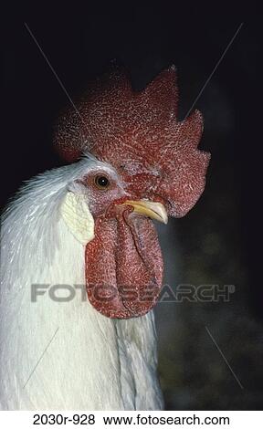 Rooster View Large Photo Image Stock Photo - Rooster. Fotosearch