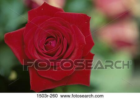 Rose View Large Photo Image Stock Image - Rose. Fotosearch