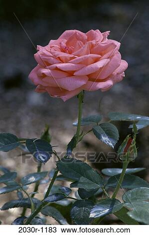 Rose View Large Photo Image Stock Image - Rose. Fotosearch