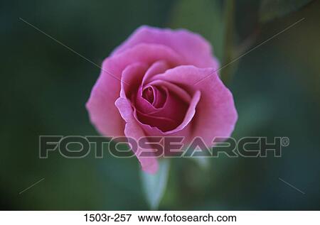 Stock Photo - Rose. Fotosearch