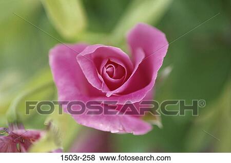Rose View Large Photo Image Stock Photo - Rose. Fotosearch