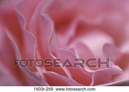 Rose View Large Photo Image Stock Photo - Rose. Fotosearch