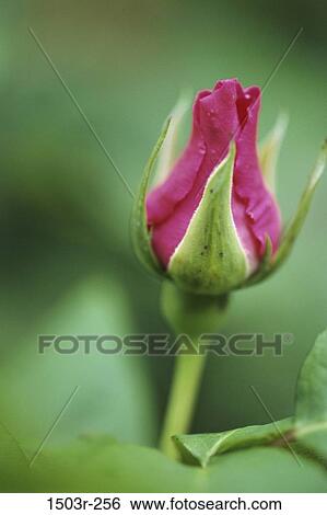 Rose View Large Photo Image Stock Photograph - Rose. Fotosearch