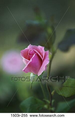 Rose View Large Photo Image Stock Photography - Rose. Fotosearch
