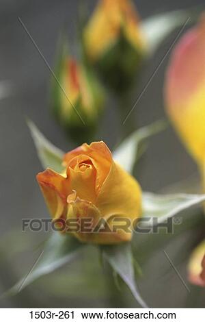 Roses View Large Photo Image Stock Image - Roses. Fotosearch