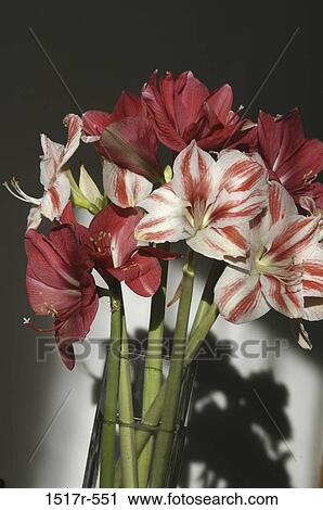 Shadow Lilies Flowers Floral Arrangement Vase Flower