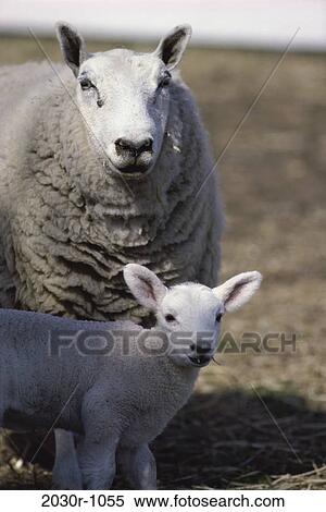 Sheep View Large Photo Image Stock Photography - Sheep. Fotosearch