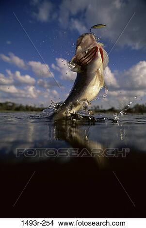 sky, fish, water, splash, sports, splashing, fishing View Large Photo Image Picture - sky, fish, water, splash, sports, splashing, fishing. Fotosearch