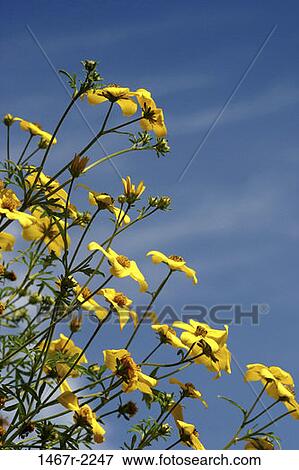 sky, flowers, nature, spring, blooming, blossoming View Large Photo Image Stock Photo - sky, flowers, nature, spring, blooming, blossoming. Fotosearch