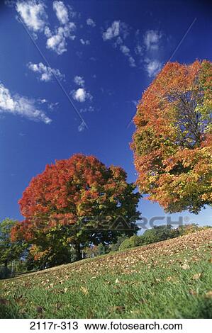 , sky, leaves, autumn, hill, trees, nature View Large Photo Image Stock Image - , sky, leaves, autumn, hill, trees, nature. Fotosearch