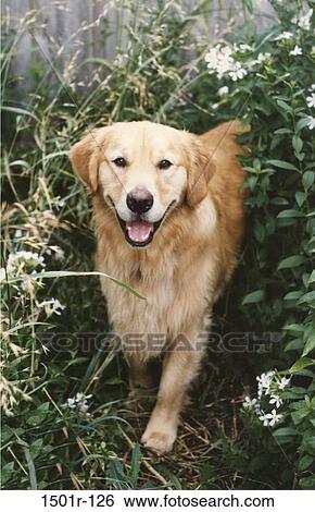 smiling, dog, happy, large, outdoors, smile, friendly View Large Photo Image Stock Photograph - smiling, dog, happy, large, outdoors, smile, friendly. Fotosearch