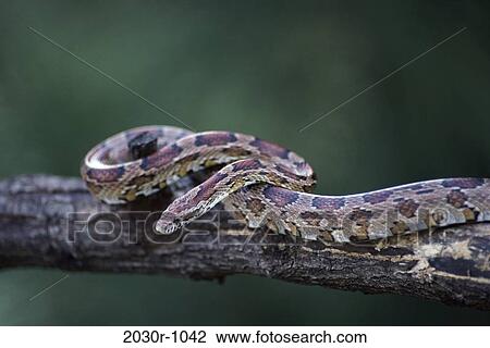 Snake View Large Photo Image Stock Image - Snake. Fotosearch