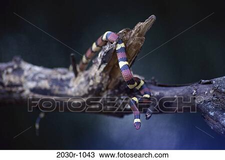 Snake View Large Photo Image Stock Image - Snake. Fotosearch
