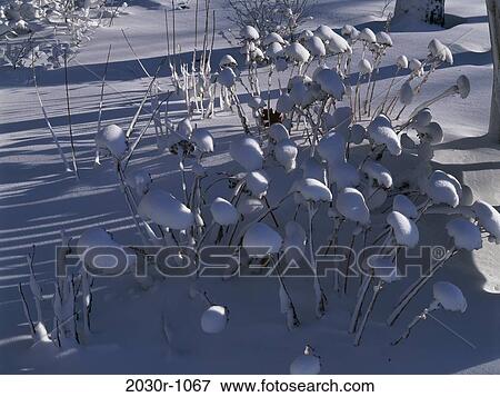 Stock Photo - snow, ground, winter, nature, Winter details. Fotosearch