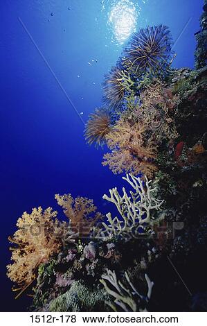 Soft Coral and Crinoids View Large Photo Image Stock Photo - Soft Coral and Crinoids. Fotosearch