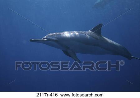Spinner Dolphin View Large Photo Image Stock Photograph - Spinner Dolphin. Fotosearch