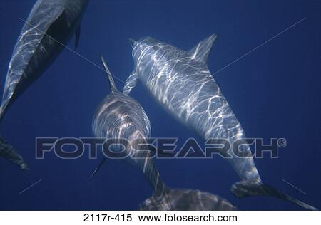 Spinner Dolphins View Large Photo Image Stock Photography - Spinner Dolphins. Fotosearch