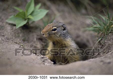 Squirrel View Large Photo Image Stock Image - Squirrel. Fotosearch