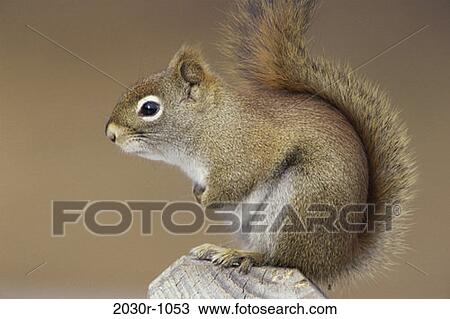 Squirrel View Large Photo Image Stock Image - Squirrel. Fotosearch