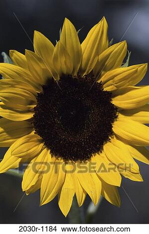 Sunflower View Large Photo Image Picture - Sunflower. Fotosearch