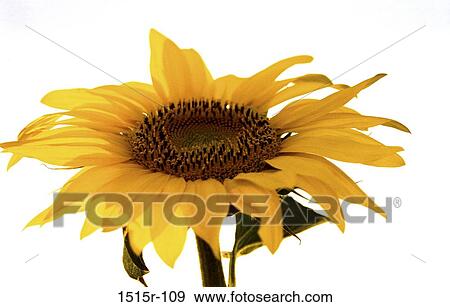 Sunflower View Large Photo Image Stock Photo - Sunflower. Fotosearch