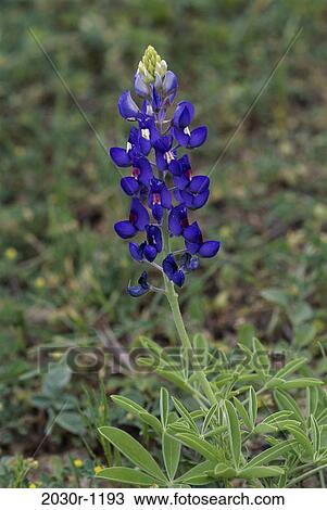 Stock Image - Texas Bluebonnet. Fotosearch