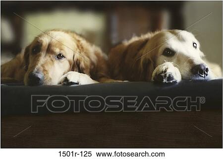 together, bed, lying down, mammals, resting, animals View Large Photo Image Stock Photography - together, bed, lying down, mammals, resting, animals. Fotosearch