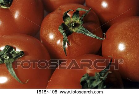 Tomatoes View Large Photo Image Stock Photo - Tomatoes. Fotosearch