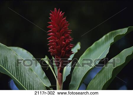Torch Ginger View Large Photo Image Stock Image - Torch Ginger. Fotosearch