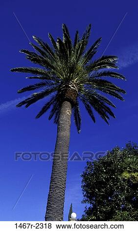 tree, palm, tropical, tall, large, nature, scenic View Large Photo Image Stock Photo - tree, palm, tropical, tall, large, nature, scenic. Fotosearch