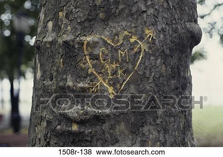tree, romantic, romance, love, still life, carving View Large Photo Image Stock Photo - tree, romantic, romance, love, still life, carving. Fotosearch