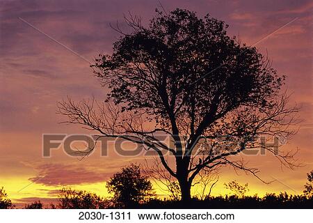 tree, sky, sunset, silhouette, land, nature View Large Photo Image Stock Image - tree, sky, sunset, silhouette, land, nature. Fotosearch